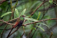 Kolibrik rezavoocasy - Amazilia tzacatl - Rufous-tailed Hummingbird o5556
